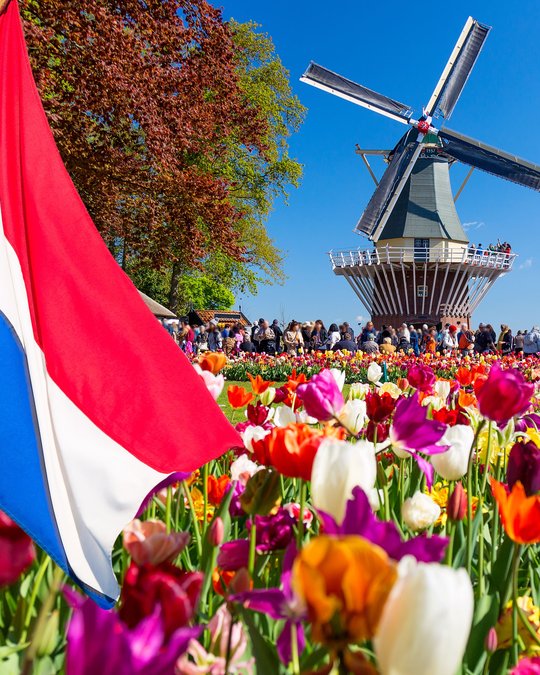 Dutch flag waving in a vibrant tulip field with a traditional windmill and visitors in the background on a sunny spring day in the Netherlands.